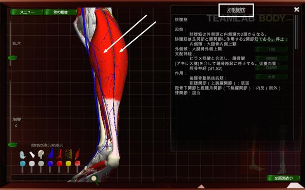 古代療法-医薬品に頼らない家庭で病気を治す智慧と施術例-下肢静脈瘤手術後_腓腹筋の緩和
