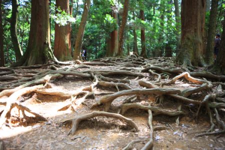 グラムガードナー氏とダウジングツアー_鞍馬のエネルギー測定12